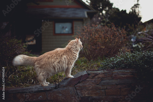 Cat profile looks territorially out at the neighborhood photo
