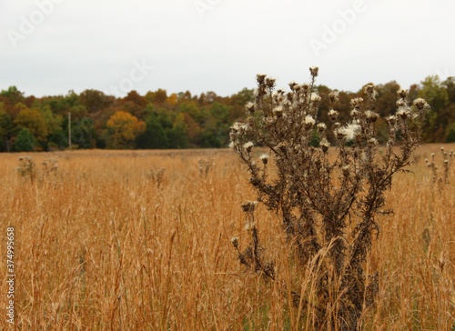 Thistles in the Field 