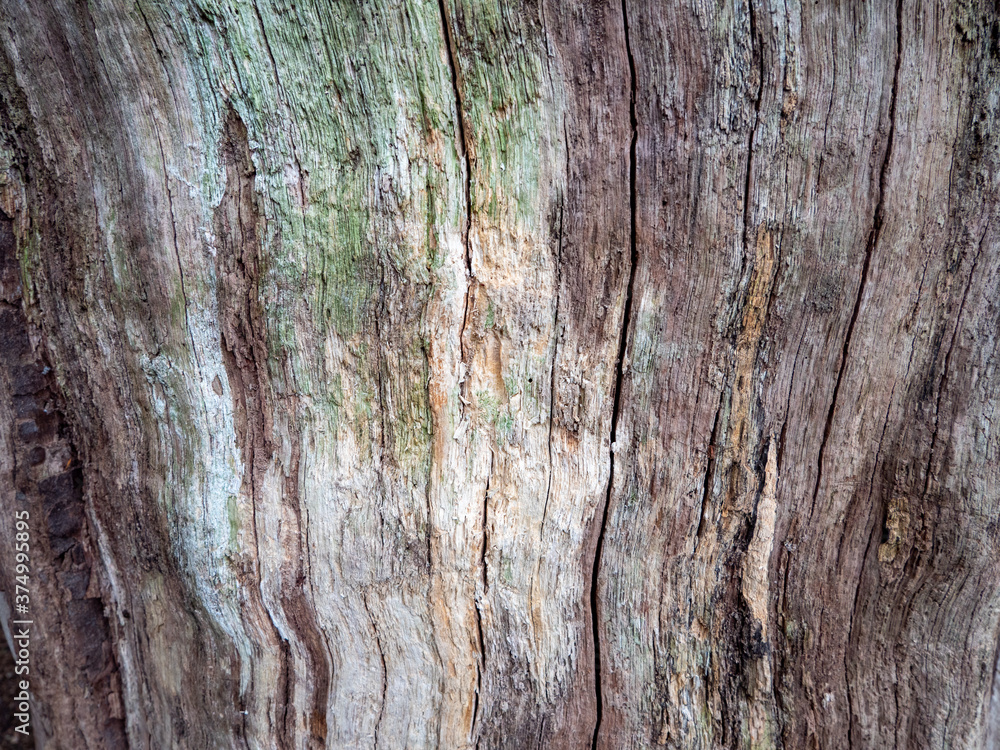 Obraz premium tree bark texture