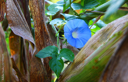 Morning Glory in Corn