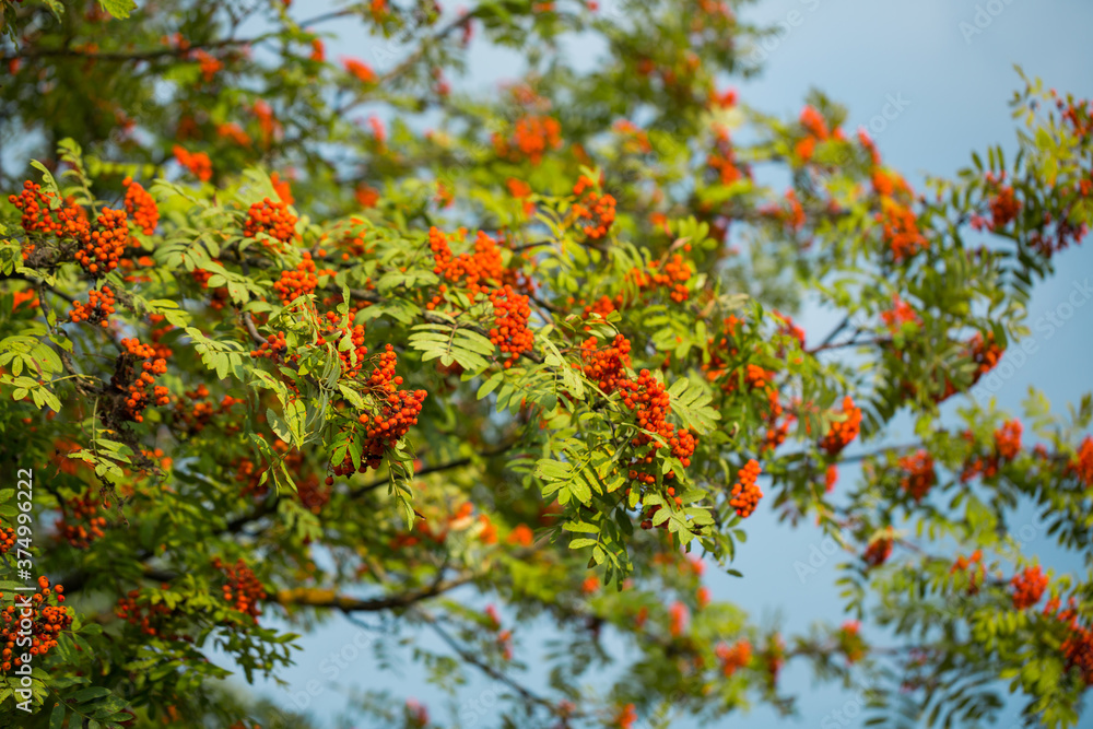 Rowan with ripe berries in the autumn day. Selective soft focus, shallow depth of field.