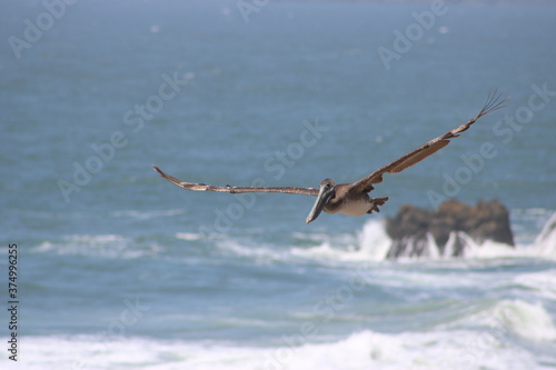 California Brown Pelican Migrating