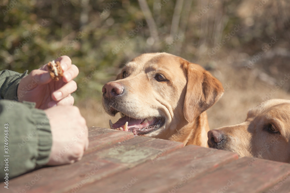 Two yellow Labrador retriever dogs begging for food Two yellow Labrador retriever dogs begging for food