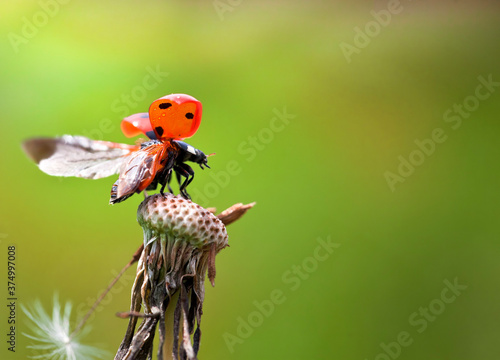 Ladybug Takeoff From Atop a Dandelion photo