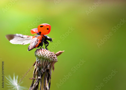 Ladybug Takeoff From Atop a Dandelion