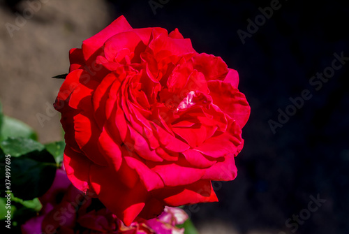 Large and beautiful red rose on a dark background. Flowers in the garden. Red rose.