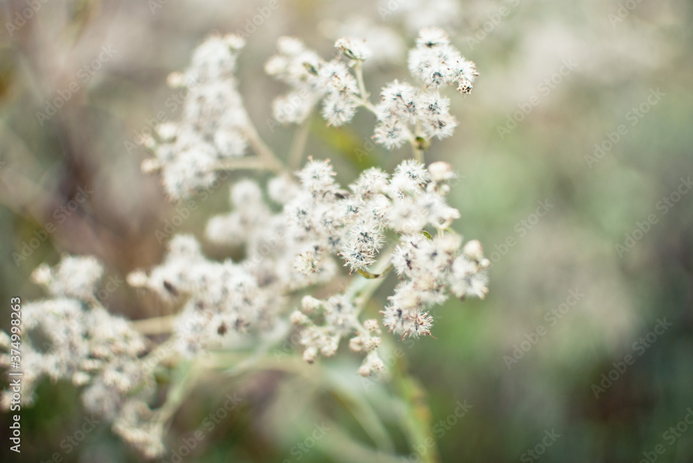 wild queen anne's lace wild queen anne's lace