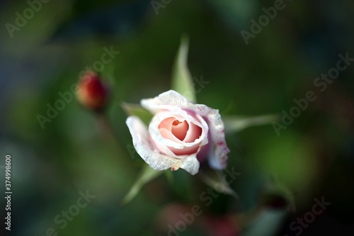 Pale pink rosu and rosebud floating amongst blurry green leaves photo