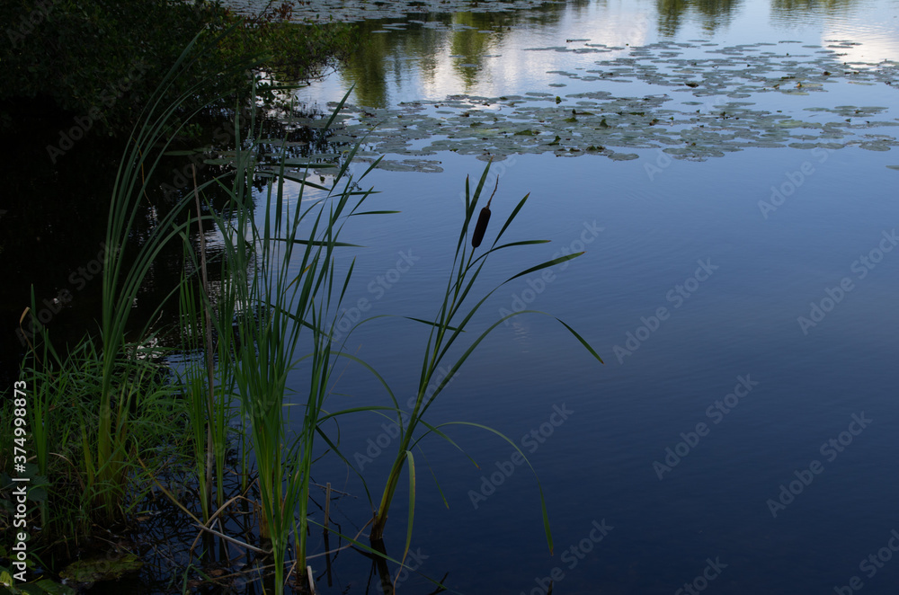 bulrush on the beach bulrush on the beach