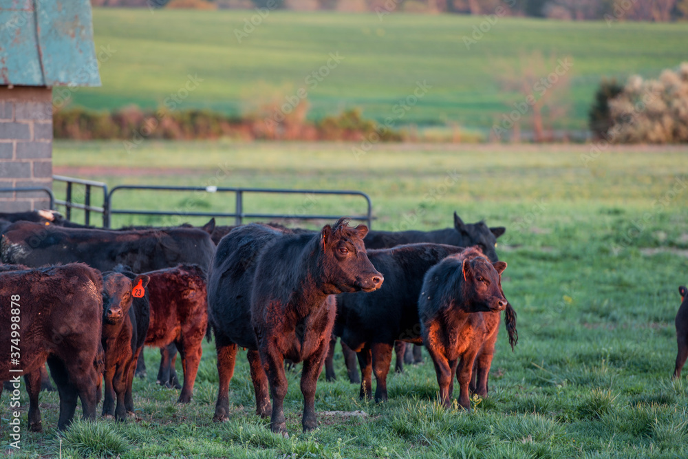 A young herd of Black Angus cattle on a Virgina Farm A young herd of Black Angus cattle on a Virgina Farm