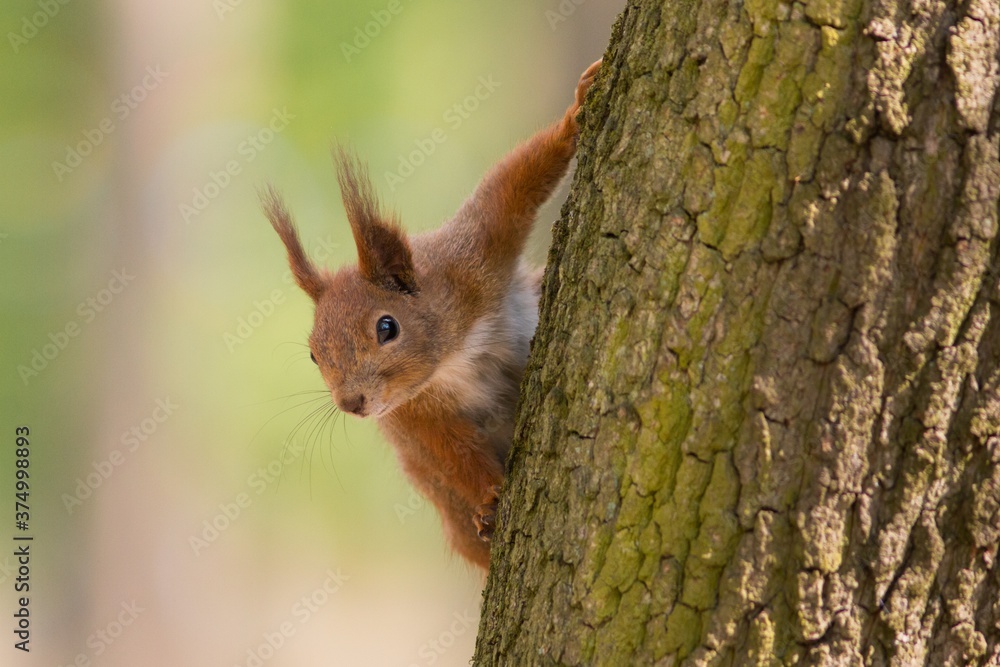 Red squirrel - (Sciurus vulgaris)