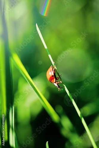 Ladybugg walking on grass blade in shiny light photo