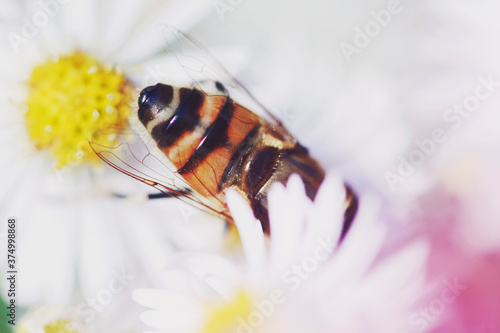 Macro catch of bee dipping into white Aster flowers and pink haze photo