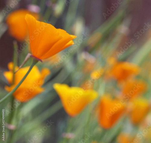 A field with several orange California poppys. photo