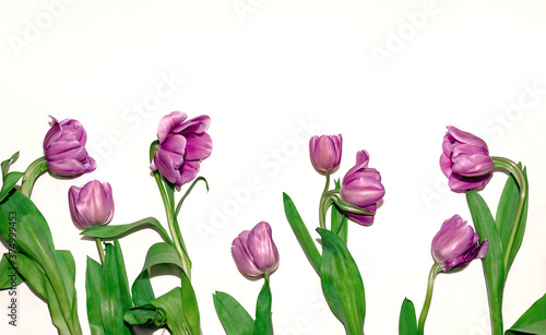 Fototapeta Naklejka Na Ścianę i Meble -  colorful tulips flowers isolated on white background, beautiful delicate floral arrangement