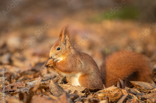 Red squirrel -  Sciurus vulgaris 