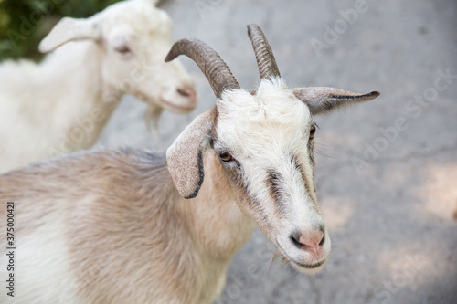 Domestic goats, close-up portrait