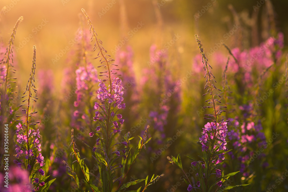 Obraz premium Willow-herb purple flowers in the sunlight at sunset. Selective focus with shallow depth of field