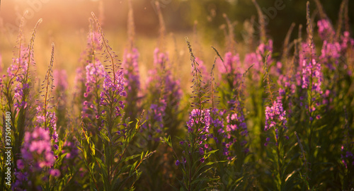 Willow-herb purple flowers in the sunlight at sunset. Selective focus with shallow depth of field