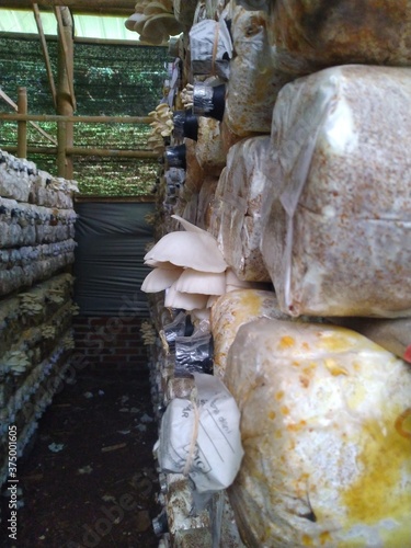 pile of some mushroom logs
