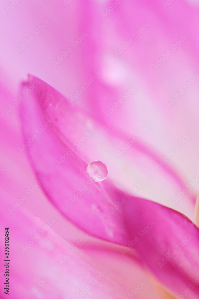 Extreme close up of dewdrop on Dahlia petals Extreme close up of dewdrop on Dahlia petals