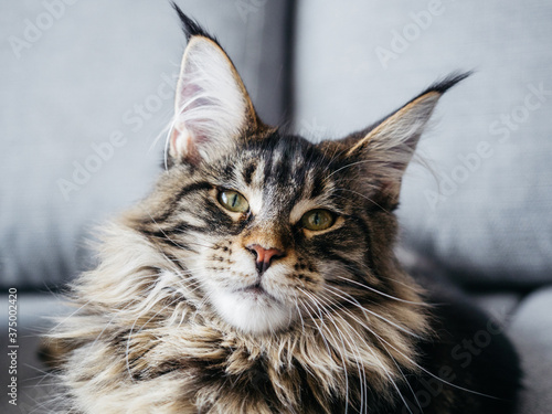 Beautiful 7 month Meine Coon lying on sofa photo