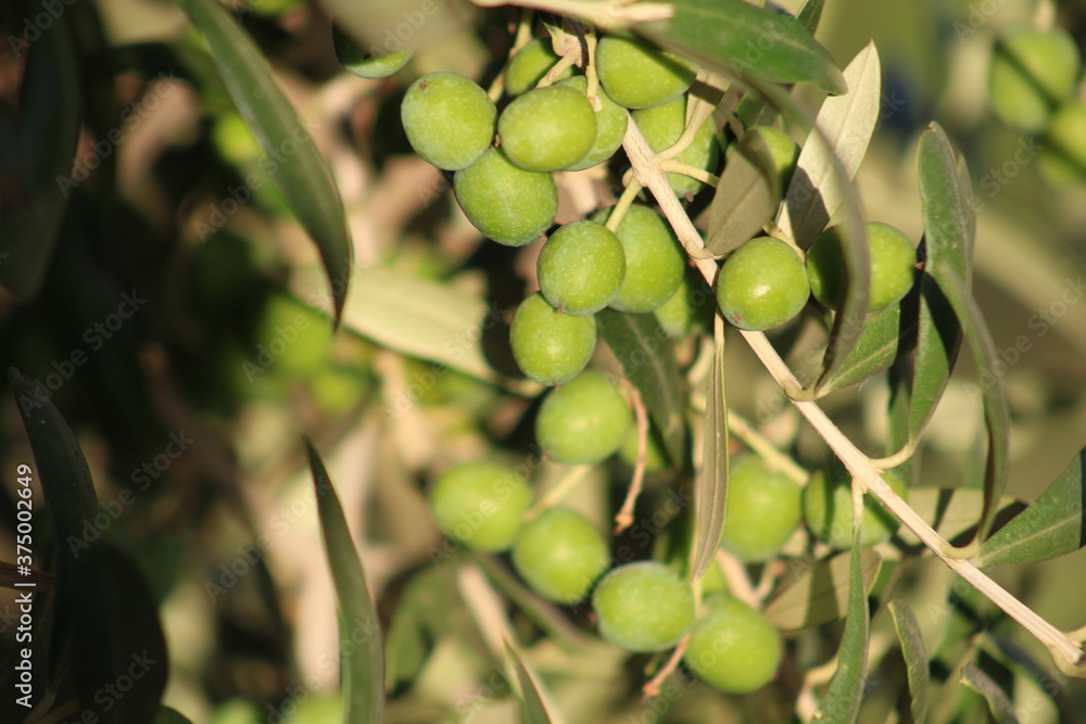 Las aceitunas del arbol