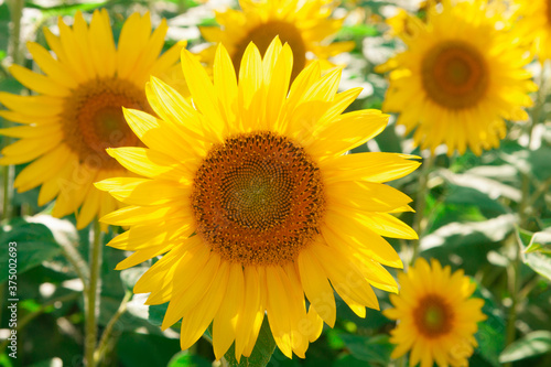 Field of yellow sunflower outdoors. Horizontal photography.