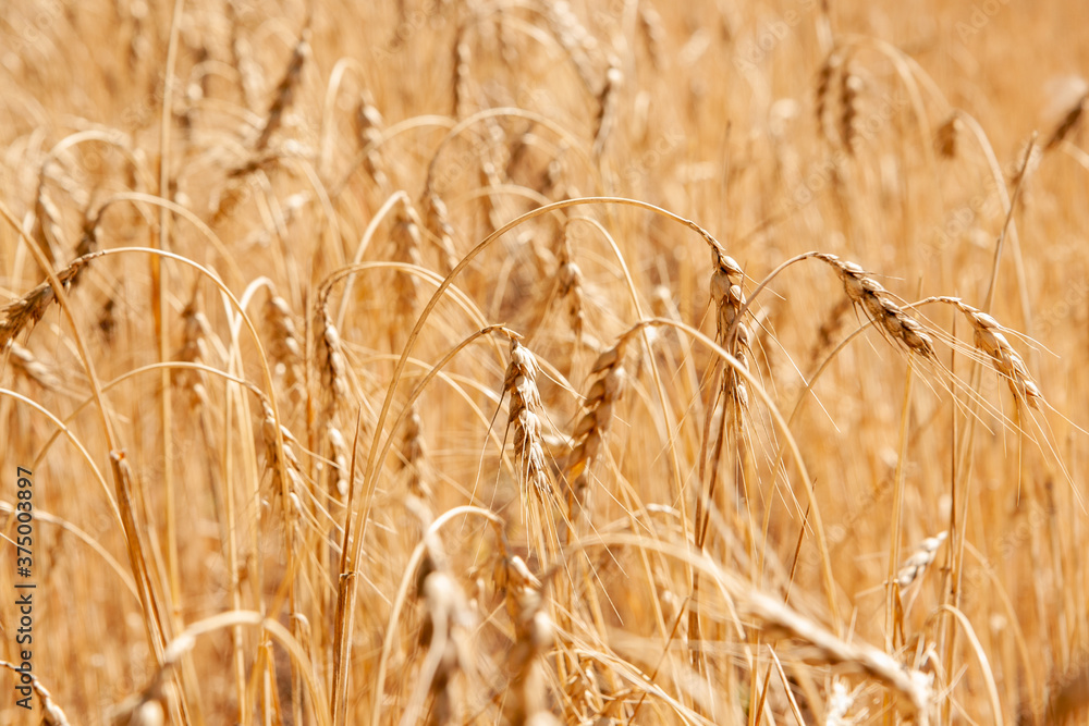 Fototapeta premium Golden wheat field, Agriculture farm and farming concept