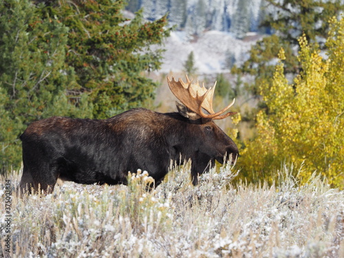 Bull Moose
