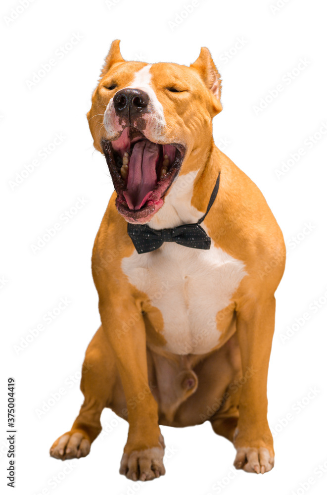 Staffordshire Terrier dog breed on a white background, isolate