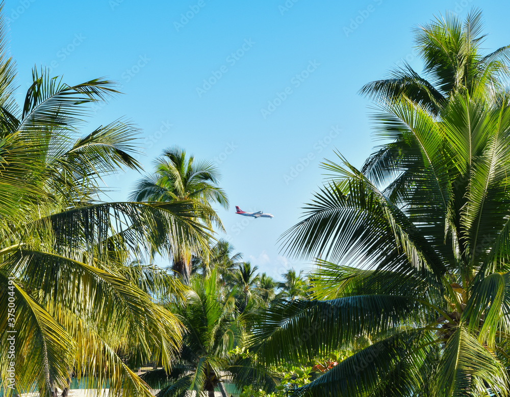 Airplane flying between palm trees.