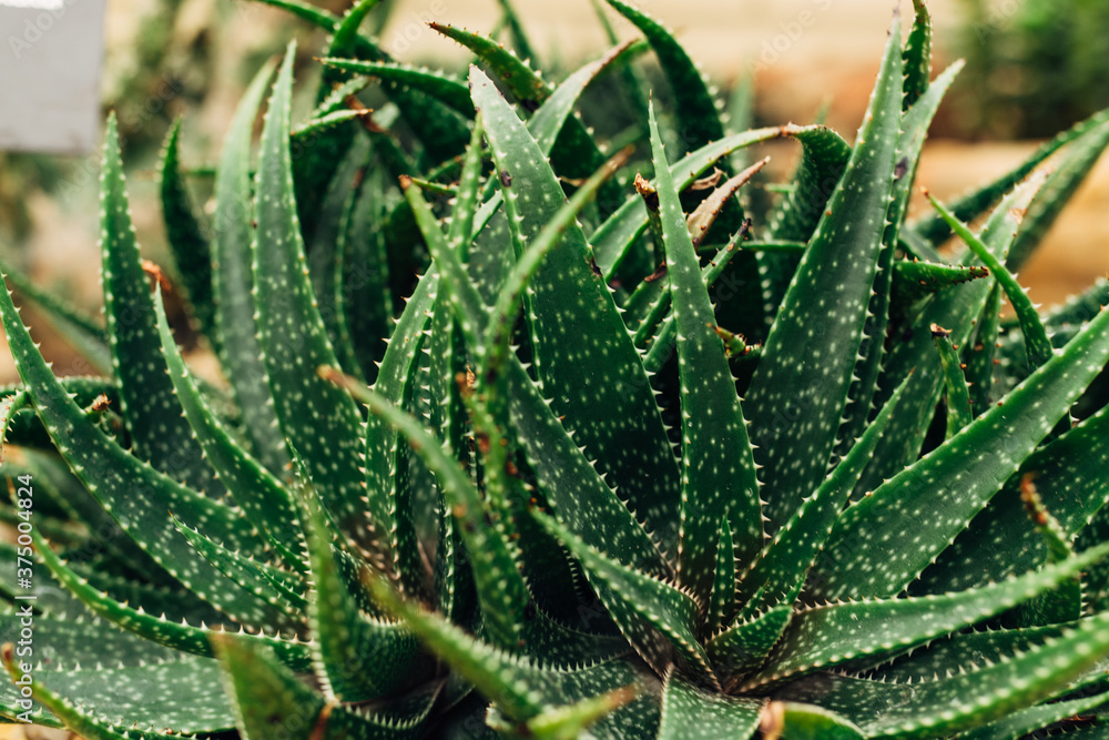 Leafy cactus Leafy cactus