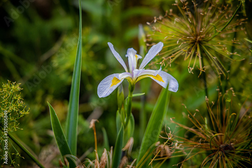 spring iris flowers