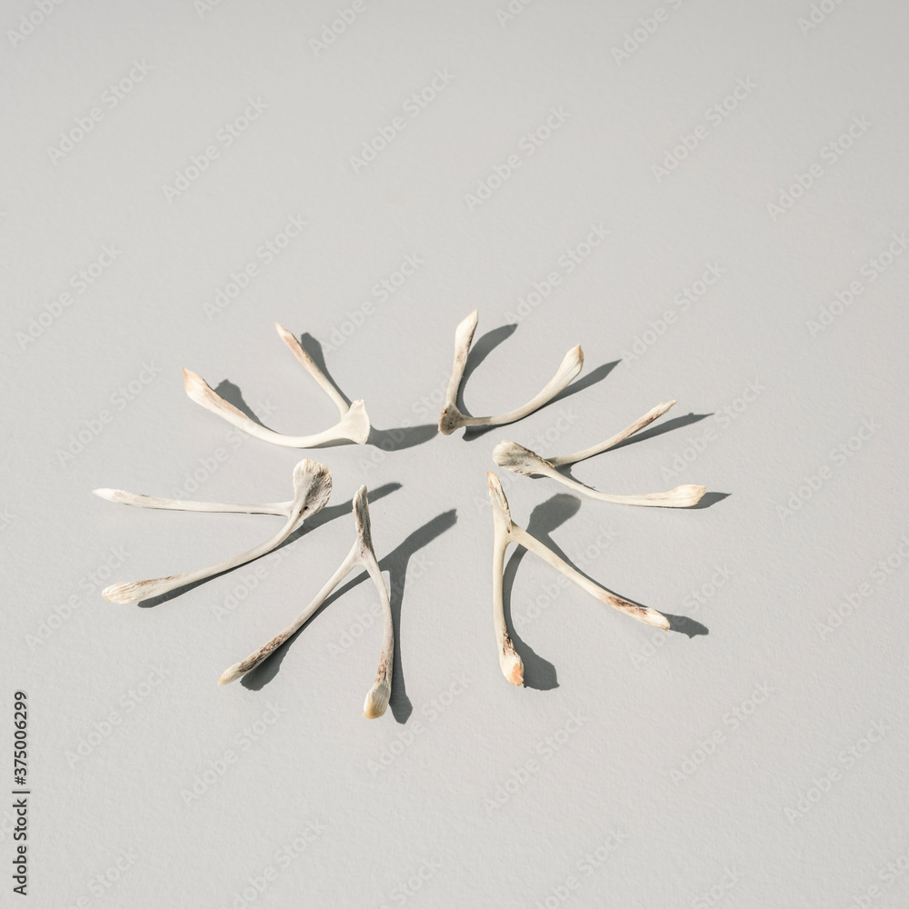 Collection of Superstitious Wishes, Bird Wishbones Collection of Superstitious Wishes, Bird Wishbones