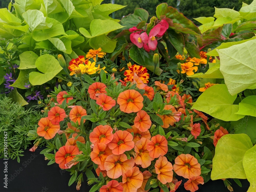 custom made wallpaper toronto digitalOrange petunia in the garden.