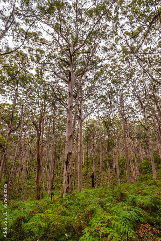 giant ancient eucalyptus trees, some over 400 years old. giant ancient eucalyptus trees, some over 400 years old.
