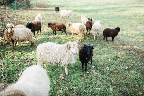 Two rams of Ouessant sheep breed, one black and one white, stand together and look to the camera