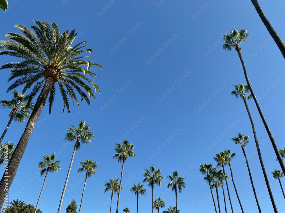 Fototapeta premium palm trees against blue sky