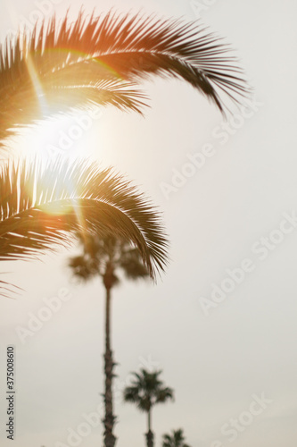 Fotografie details of palm with sunshine