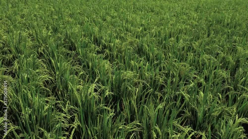 rice green fields from a drone on the island of bal rice green fields from a drone on the island of bal