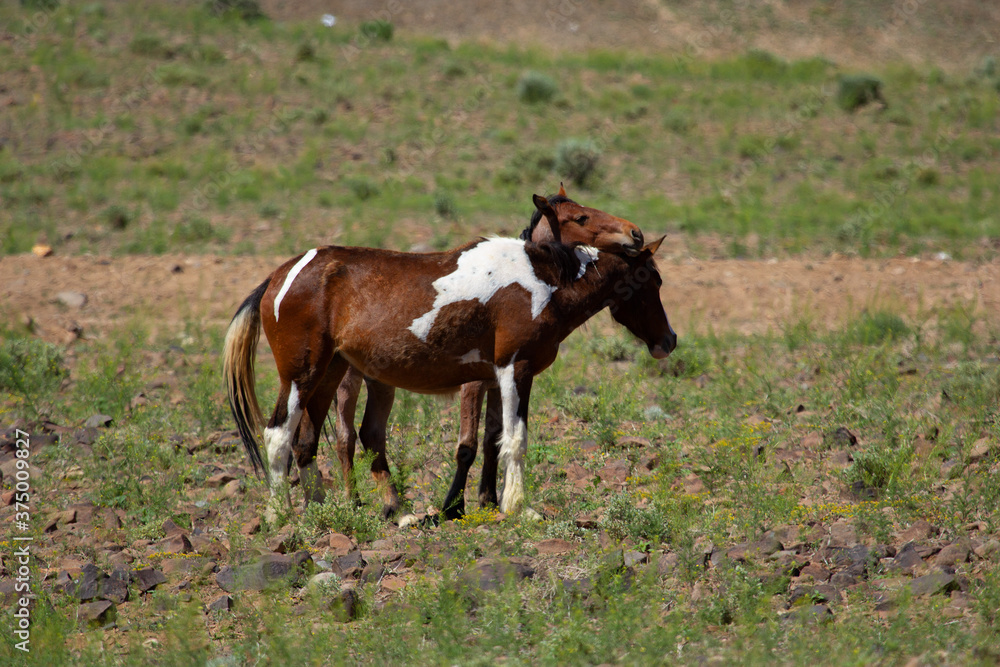 Fototapeta premium Pair of wild mustangs leaning on each other