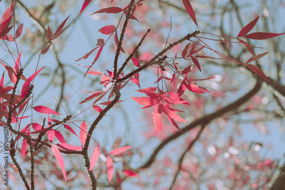 Autumn Leaves, Autumn background or texture Autumn Leaves, Autumn background or texture