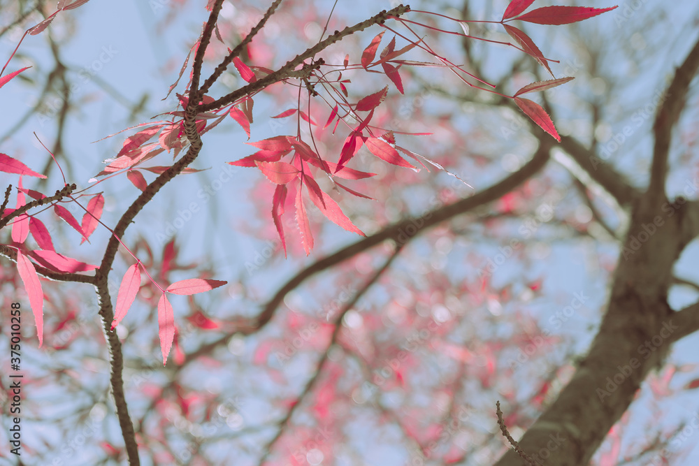 Autumn Leaves, Autumn background or texture Autumn Leaves, Autumn background or texture