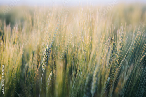 Prarie farm wheat field at sunset.