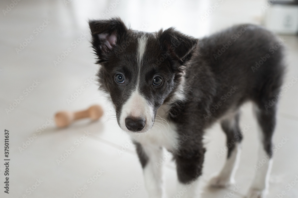 young border collie puppy with toys 