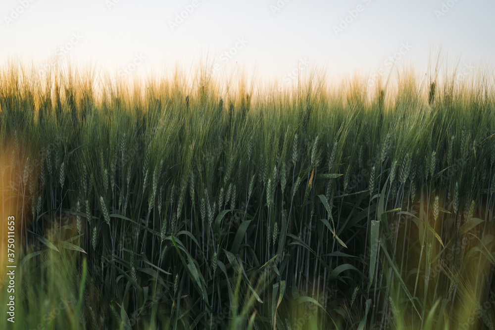 Prarie farm wheat field at sunset. Prarie farm wheat field at sunset.