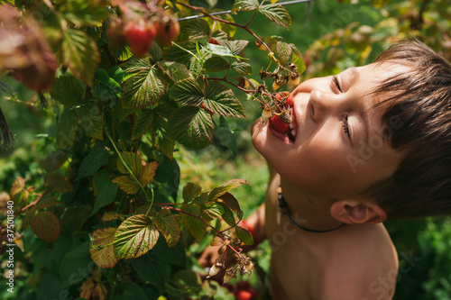 Happy, shirtless boy picking raspberries in summer photo