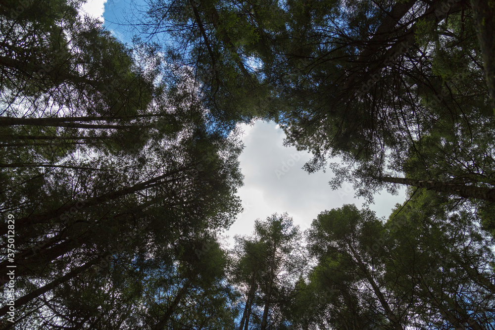 Obraz premium Bottom view of tall old trees in forest of izta-popo nature reserve .