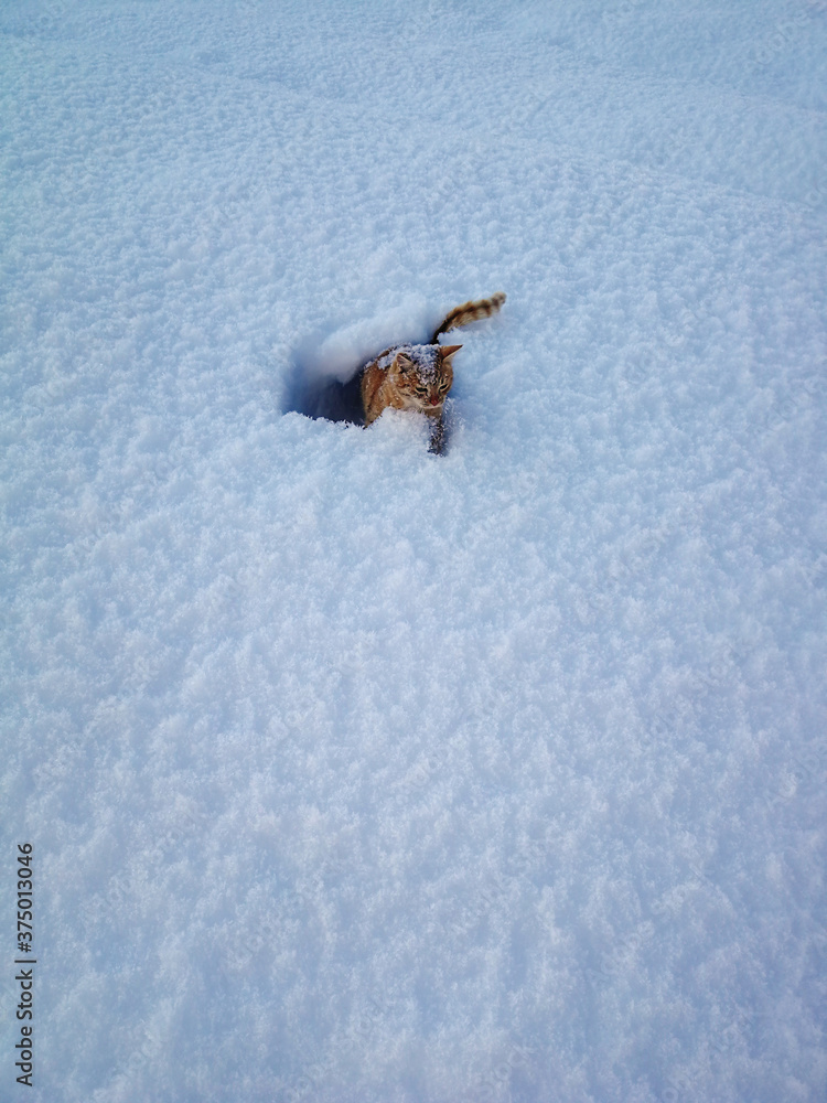 Red cat in the snow
